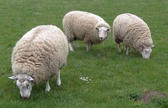 Zdjęcie owiec rasy Teksele